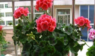 天竺葵夏天可以剪枝吗 夏季天竺葵修剪整枝