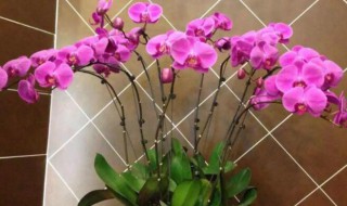 店铺养什么花最好旺财 店铺养什么花最好旺财风水