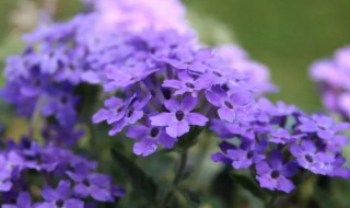 美女樱的花语和寓意（美女樱的花语是什么）