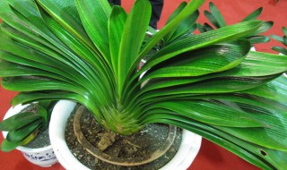 用什么养护君子兰开出艳丽的花朵 用什么养护君子兰开出艳丽的花朵呢