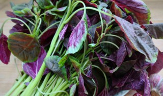 红凤菜是红苋菜吗（红凤菜是什么）