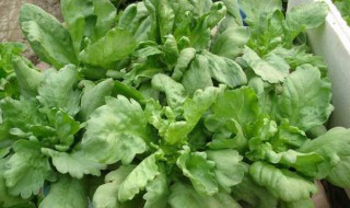 茼蒿菜什么时候播种最好 茼蒿菜播种时间