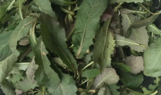 苦碟子和婆婆丁一样吗 苦碟子和婆婆丁的区别