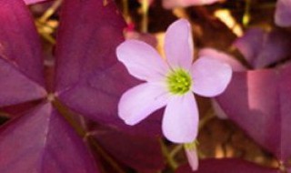 紫色酢浆草适合什么环境（紫色酢浆草适合什么环境生长）