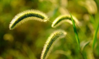 狗尾巴草代表什么象征意义(狗尾草象征着什么意义)