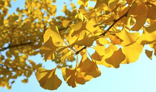 杏树代表什么象征意义 杏树含义和代表什么