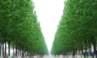 杨树靠什么传播种子（杨树靠什么传播种子的方法）