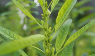 芝麻叶长什么样子 芝麻叶长什么样子图片大全