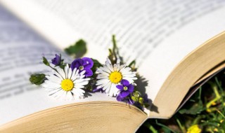 十五夜望月古诗意思及赏析（十五夜望月这首古诗意思）