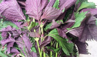 紫苏和苏子一样吗(紫苏和苏子一样吗图片)