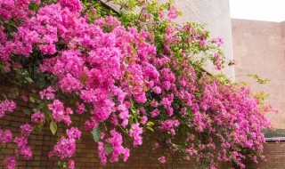 什么人不能养三角梅 什么人不能养三角梅花