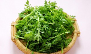 茼蒿是什么季节的菜（茼蒿是什么季节的菜啊）