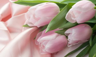 情人节送什么花给十二星座最合适（情人节送什么花给十二星座最合适呢）