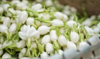 茉莉花可以泡脚吗（茉莉花可以用来泡脚吗）