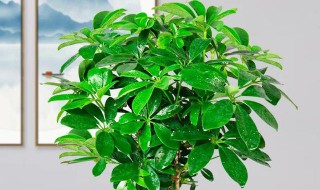 鸭脚木风水摆放三不要（室内养鸭脚木风水）