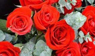 18朵玫瑰花语代表什么意思（18朵玫瑰花语是什么意思）