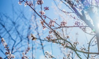 梅花的花语和寓意是什么（梅花的花语寓意象征）