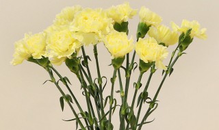 什么花的花语是友谊长存（花语是友谊长存的花是什么）