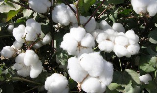 棉花的花语是什么意思 棉花的花语是什么意思英文