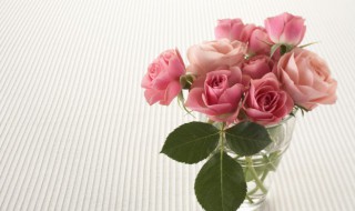 粉玫瑰代表什么象征意义（粉玫瑰的寓意是什么）