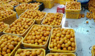 深圳水果特产有哪些（深圳水果特产有哪些名字）