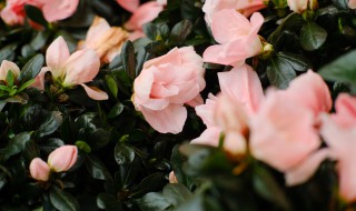 杜鹃花的花期是什么时候（杜鹃花什么时候开花花期多长）