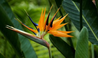 鹤望兰的花期是什么时候 鹤望兰在什么季节开花