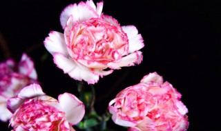 粉康乃馨花的花语是什么（粉康乃馨的花语和寓意）