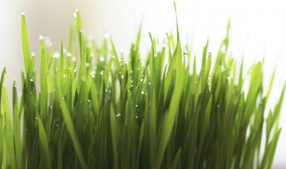 猫草有哪些品种（猫草是什么植物的种子）