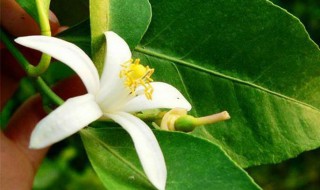 柠檬花的花语是什么寓意（柠檬花的花语是什么寓意和象征）