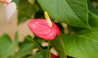 红掌是什么植物 红掌是什么植物类别