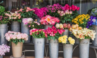 绣球花代表什么象征意义 绣球花寓意着什么