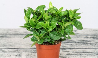 栀子花的花语是什么意思（栀子花的花语是什么意思呢）