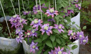 铁线莲什么时候种植最好（铁线莲什么时候移栽最好）