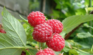 树莓长在树上还是地上（树莓是长在树上吗）