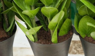 代表富贵发财的花（代表富贵发财的花有哪些）