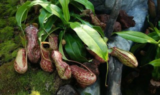 猪笼草属于什么类植物(猪笼草属于什么类植物类群)