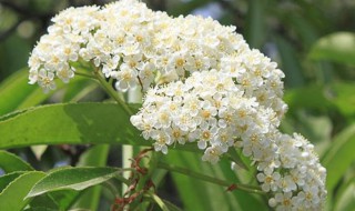 石楠花气味是什么味道（石楠花为什么有味道）