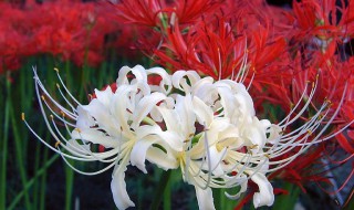 彼岸花有什么作用 彼岸花有什么坏处