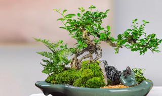 福建茶盆景养护方法（福建茶盆景的养护方法）