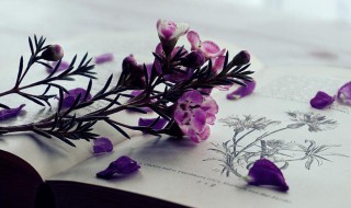 早发白帝城古诗意思和赏析（《早发白帝城》这首诗的诗意）