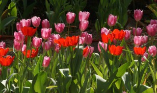 什么花的花语是宽容（什么花的花语是宽容大度）