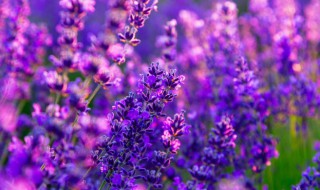 什么花的花语是重逢 有什么花的花语是重逢