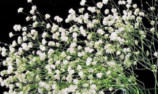 什么花的花语是想你 什么花的花语是想你图片