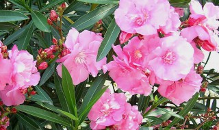夹竹桃是什么植物（夹竹桃是常绿植物吗）