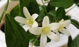 什么花的花语是勇气 什么花的花语是勇气,坚强