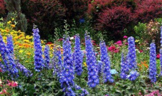 什么花的花语是独立自由（什么花的花语是独立自由的爱）