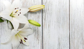 百合的花语是什么意思（粉色百合的花语是什么意思）