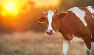 属牛的婚配什么属相最好 属牛的婚配什么属相最好?