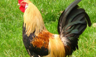 属鸡的幸运数字（2022年属鸡的幸运数字）